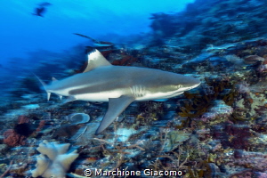 Fast shark. Nikon D800E , 17-35mm , two strobo.
ISO200, ... by Marchione Giacomo 